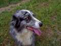 Muddy dog