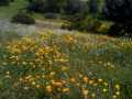 Poppies on the way home