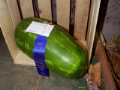 First place watermelon