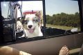 Jillaroo enjoys a truck ride