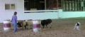 Sheilah practices with Dottie
