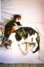 Sleeping kitties