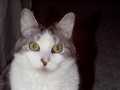 Minou Closeup