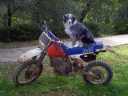 Cookie rides motorcycle