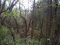 Rain forest on property