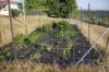 2002 vegetable garden