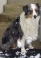 After snow play you get a dingle dog